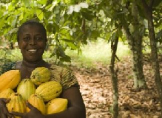 Cocoa stakeholders accept $2,600 as maiden floor price for tonne of cocoa