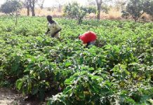 Climate Change worsening agric production challenges in Africa – Afrobarometer