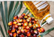 Government set to license oil Palm business in Ghana